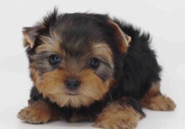 Yorkie boy Kai