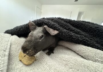 Skinny Pig – Hairless Guinea pig – Pretzel