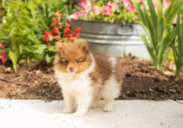 AKC Pomeranian male puppy in Indiana (Teddy)