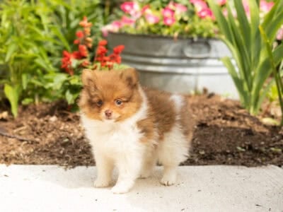 AKC Pomeranian male puppy in Indiana (Teddy)