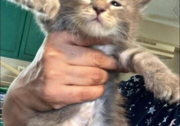 Maine Coon Kittens