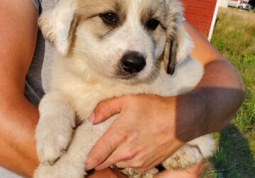 Great Pyrenees Livestock Guardian Puppies