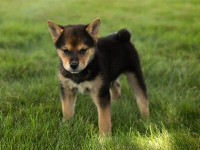 AKC Shiba Inu male puppy in Indiana (Charles)