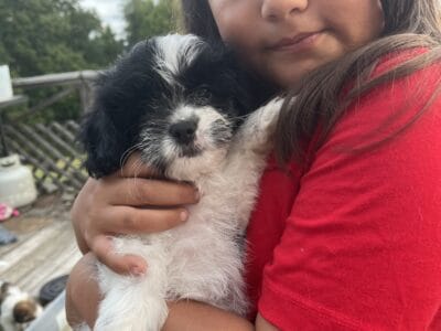 Stormy – Shihpoo Female