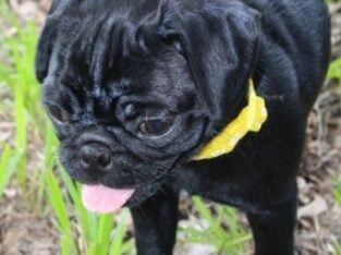 Josie