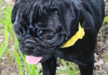 Josie