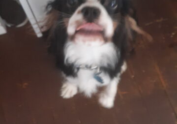 Cavalier King Charles Spaniel