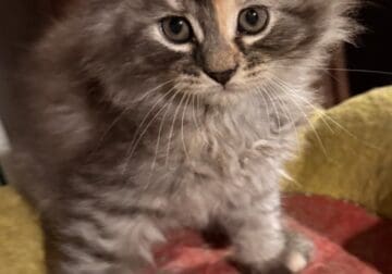 2 Maine Coon kittens in Farmington, MN