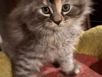 2 Maine Coon kittens in Farmington, MN