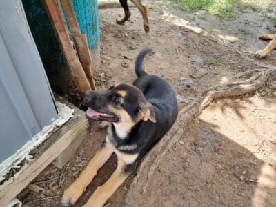 German Shepherd/Husky Cross