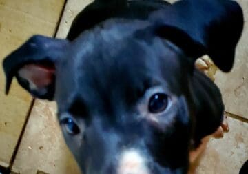 10 week Blue Nose Female