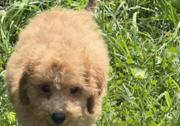 Mini goldendoodle