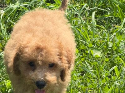 Mini goldendoodle