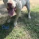 Beautiful Pitbull Puppies for Sale – Ready Soon!
