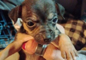 Chihuahua puppies