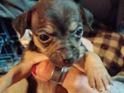 Chihuahua puppies