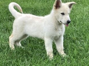 White purebred German Shepherd puppy