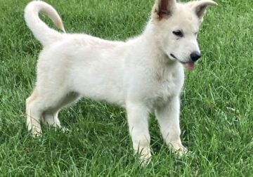 White purebred German Shepherd puppy