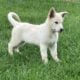 White purebred German Shepherd puppy