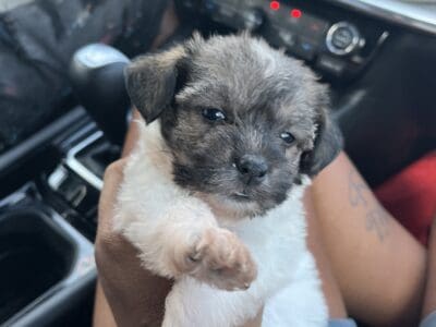 Female shih tzu mix