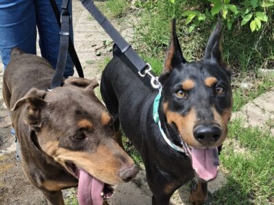 2 free doberman boys