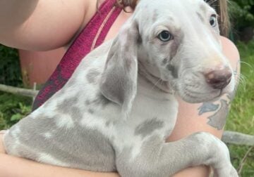 AKC Great Danes