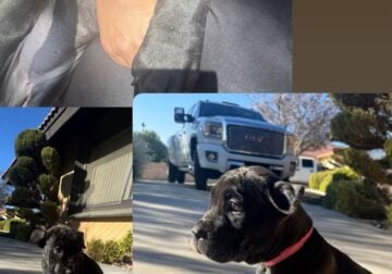 CANE CORSO PUPPIES FOR SALE
