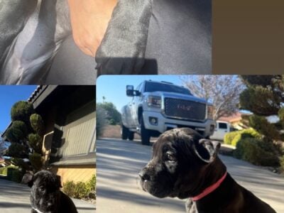 CANE CORSO PUPPIES FOR SALE