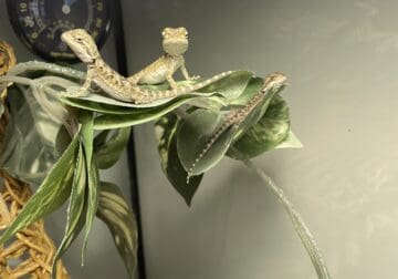 Baby bearded dragons