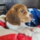 Purebred Beagle Male #2