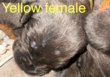 Cane Corso puppies