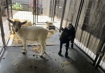 Nigerian Dwarf Does