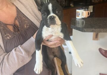 Boston puppy