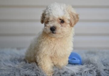 Miniature-Toy Poodle For Sale Millersburg OH Daisy