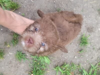 Puppies ready for homes!