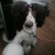 Super Sweet AKC Standard Poodle