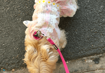 PUPPY 4 SALE NJ