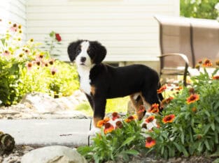 AKC Bernese Mountain female puppy Indianan (Jane)