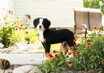 AKC Bernese Mountain female puppy Indianan (Jane)