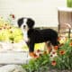 AKC Bernese Mountain female puppy Indianan (Jane)