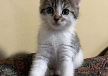 10 weeks old Kittens for loving home