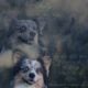 Corgi Stud