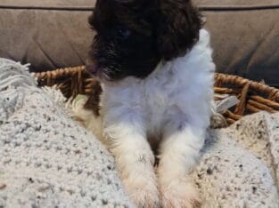 Portuguese Water Dog Puppies!