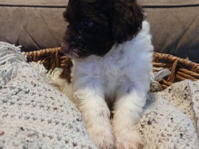 Portuguese Water Dog Puppies!