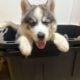 Wooly and plush Siberian Husky Puppies