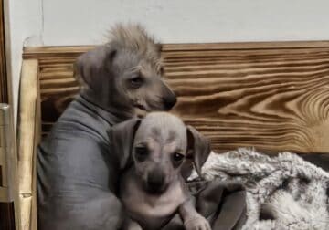 Chinese crested dachshund mix