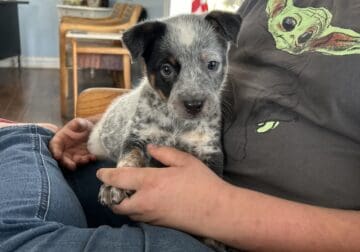 Australian cattle dog