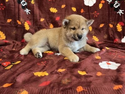 Shiba Inu Puppies