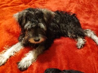 Miniature Schnauzer