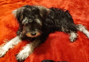 Miniature Schnauzer